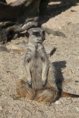 Suricate dans son environnement