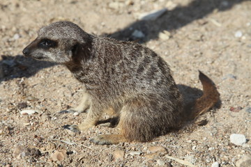 Fototapeta premium Suricate dans son environnement