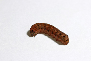 Brown caterpillar isolated on white background. the larva of a butterfly or moth, having a segmented wormlike body with three pairs of true legs.