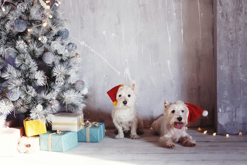 Two Christmas white dog. West Highland White Terrier