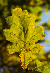 Oak leaf