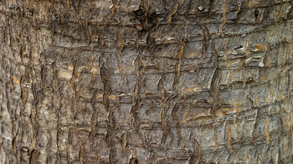 Bark of a tree trunk