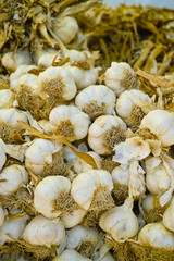 Fresh french violet and rose garlic from Provence, France