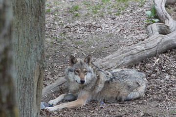 Gray wolf.