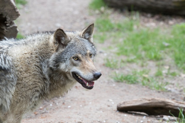 Obraz premium Gray wolf.