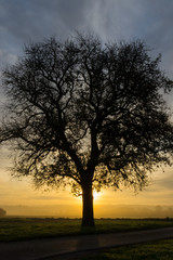 Fototapeta na wymiar sunrise tree