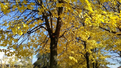 autumn tree foliage close-up