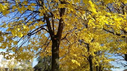autumn trees cropped view