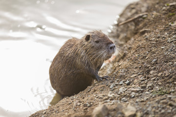 animal