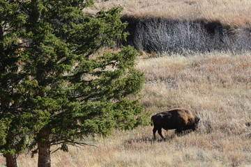 Really good grass here