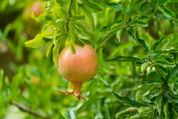 Pomegranate fruits riping on the tree