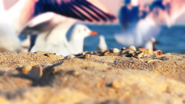 	Seagulls on the beach.