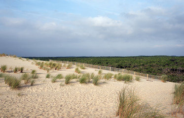 sand dunes and de la coubre forest in Charente maritime coast