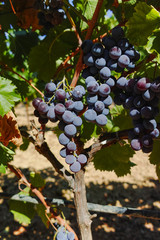 Wine red grape, ripe on the vines and ready to harvest and wine production