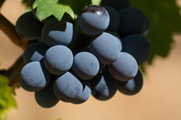 Wine red grape, ripe on the vines and ready to harvest and wine production - obrazy, fototapety, plakaty