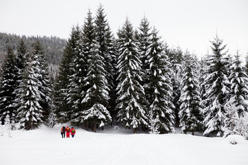 Naklejka premium Hikers on snow slope in snow-covered forest at gray winter day