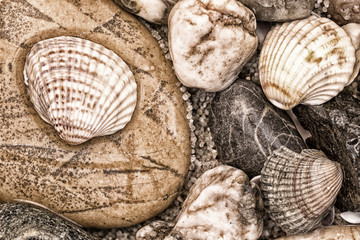 Summer sea theme with shells, wet colored stones and sand