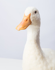 White Duck Mallard Close Up