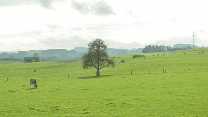 Obraz na płótnie Canvas Green countryside village landscape at Autumn in Switzerland