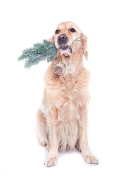 Golden Retriever Dog With Christmas Decorations In Mouth