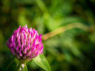 Beautiful pink flwer clover, close-up on green background