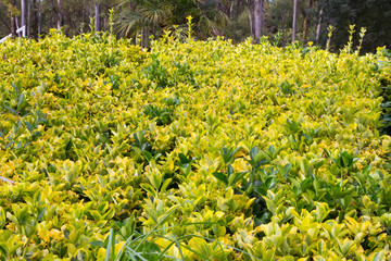 Obraz premium Trees and nature