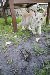 Obraz premium Kitten hunting a mouse at garden