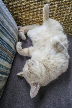 Cute cat sleeping on sofa