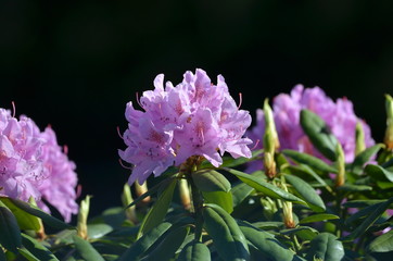 rosablühender Rhododendron