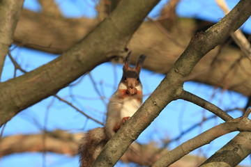 fluffy squirrel in the park