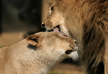 Lion Affection