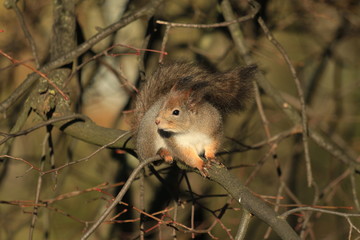 fluffy squirrel in the park