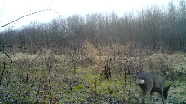 Roe deer (Capreolus capreolus) in a forest at sunrise