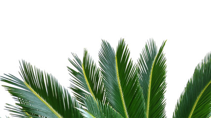 tropical palm sammer frame