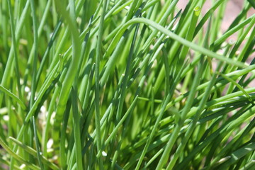Green chives growing outdoors in the garden vegetable patch. - obrazy, fototapety, plakaty