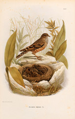Illustration of birds.