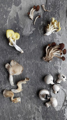 Background with different kinds of mushrooms. Champignons, oyster mushrooms and honey agarics
