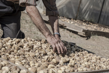 Naklejka premium closeup hands of a farmer picking fig fruits spreading on platform under the sun in order to dry