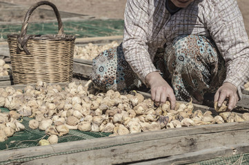Obraz premium closeup hands of a woman picking fig fruits that are on ground in order to dry