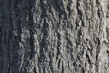 Tree bark texture rough and bumpy surface.