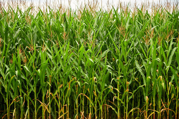 Obraz premium Looking in to plants at the border of a corn field making them seem like a green wall in austria