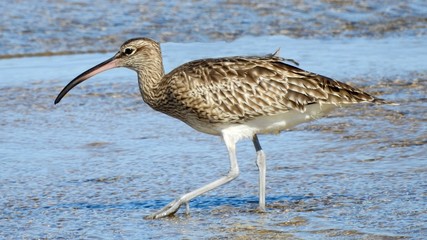 Whimbrel (Numenius phaeopus)