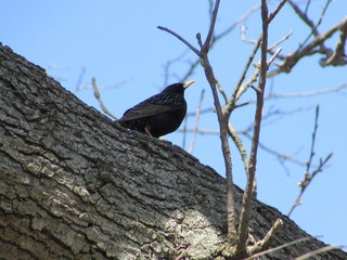 Common Starling bird with spotted plumage and yellow beak on tree bark