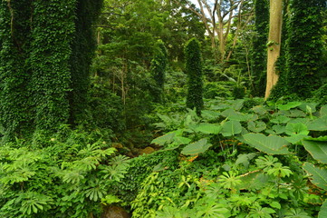 Jungle Island After A Morning Of Rain. Oahu, Hawaii, USA, EEUU.
