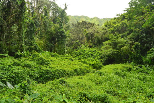 Jungle Island After A Morning Of Rain. Oahu, Hawaii, USA, EEUU.