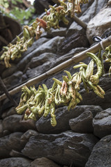 hanged green peppers in order to dry