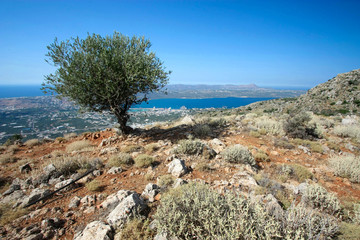 Grèce / Crète - Paysage avec olivier