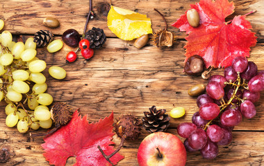 Autumn background with grapes.