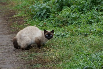 серо коричневый кот сидит и смотрит на дороге в траве 