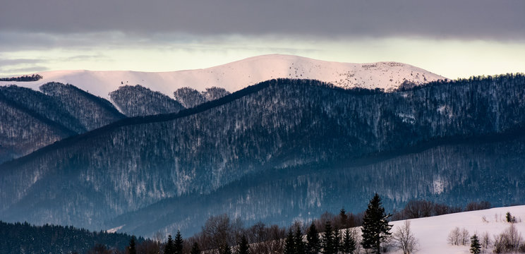 forested mountain ridge with snowy tops at dawn. beautiful nature scenery in winter